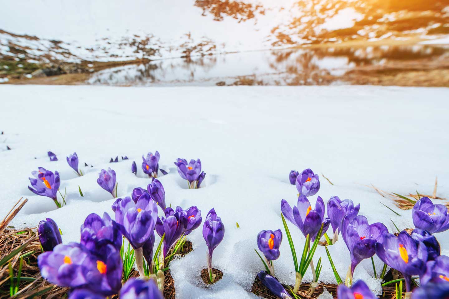 Purple flowers blooming out of the snow during spring