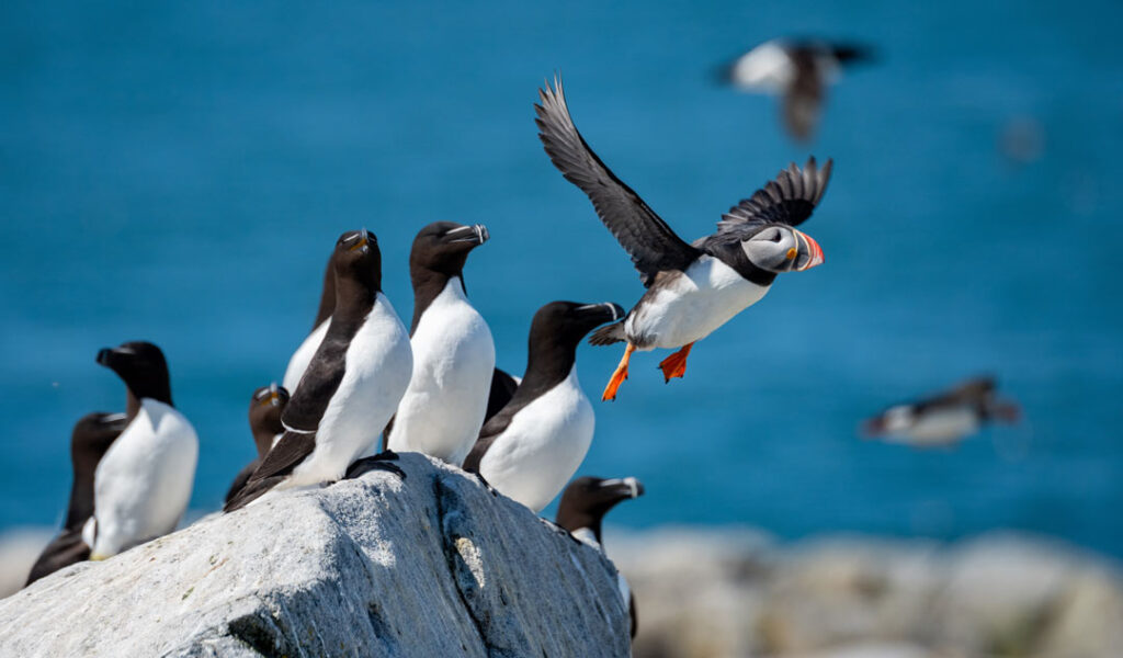 A group of puffins along the coast of the Atlantic Ocean at Acadia National Park in Maine