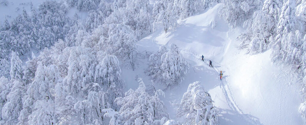 Aerial view of three off-piste skiers hiking through a snowy forest