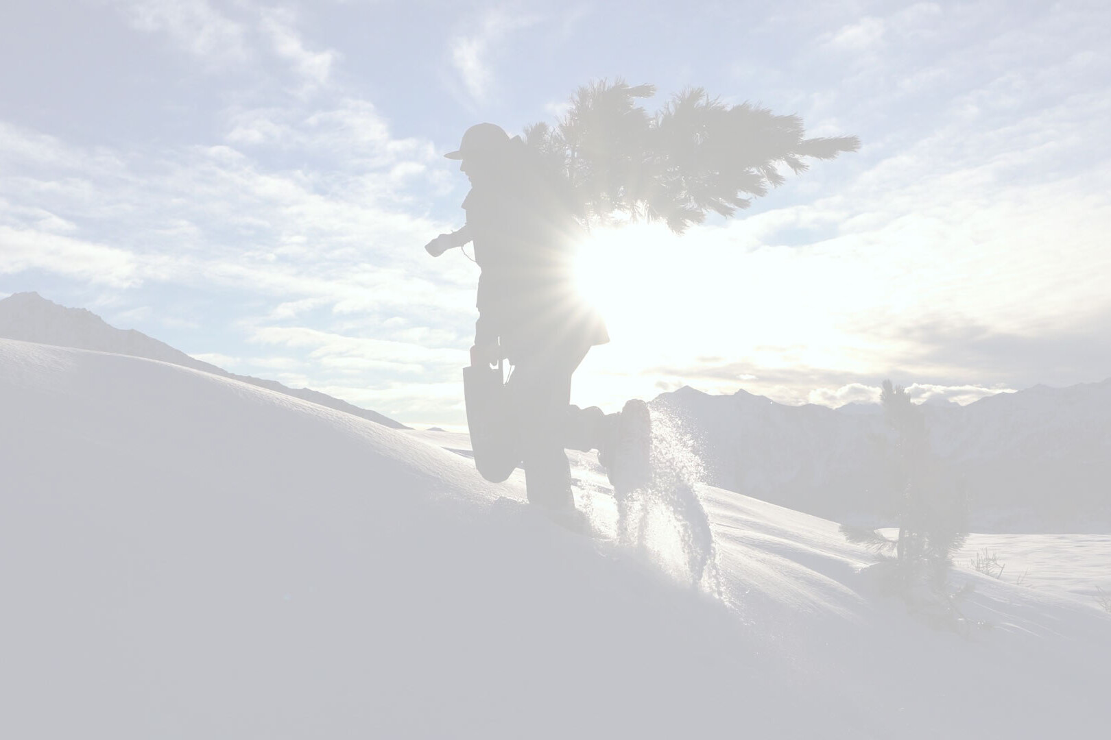 A snowshoer carrying a Christmas tree up the side of a mountain