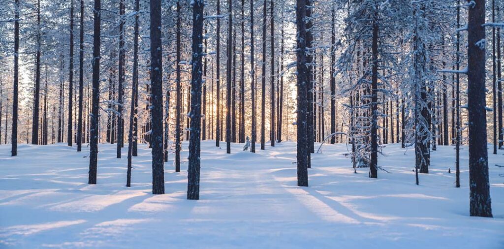 A panoramic photo of pine tree trunks in a snowy forest with the sun setting in the background