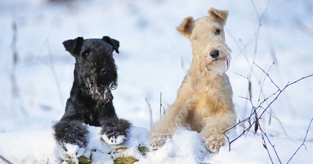 Two dogs, one white and one black, with their front paws placed on a log in a snowy landscape